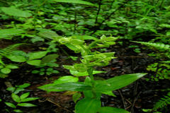 Habenaria digitata